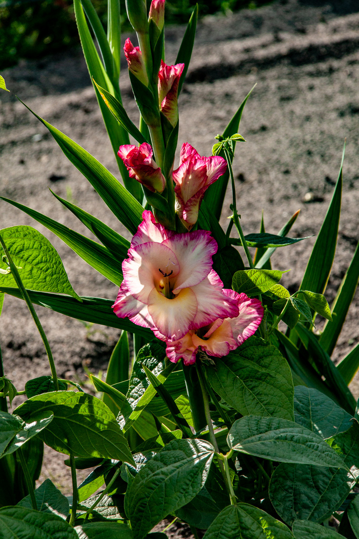 Blüten von Dahlien...