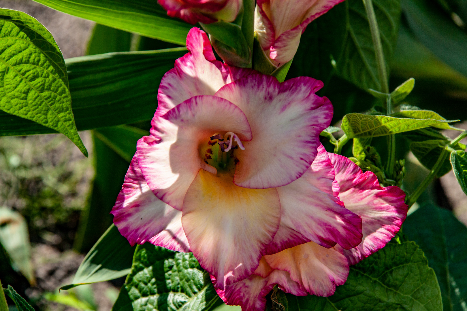 Blüten von Dahlien...