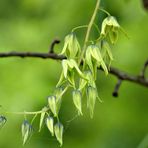 Blüten von den Blaugurkenbaum