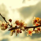 Blüten von einem Apfelbaum? Ich bin nicht sicher