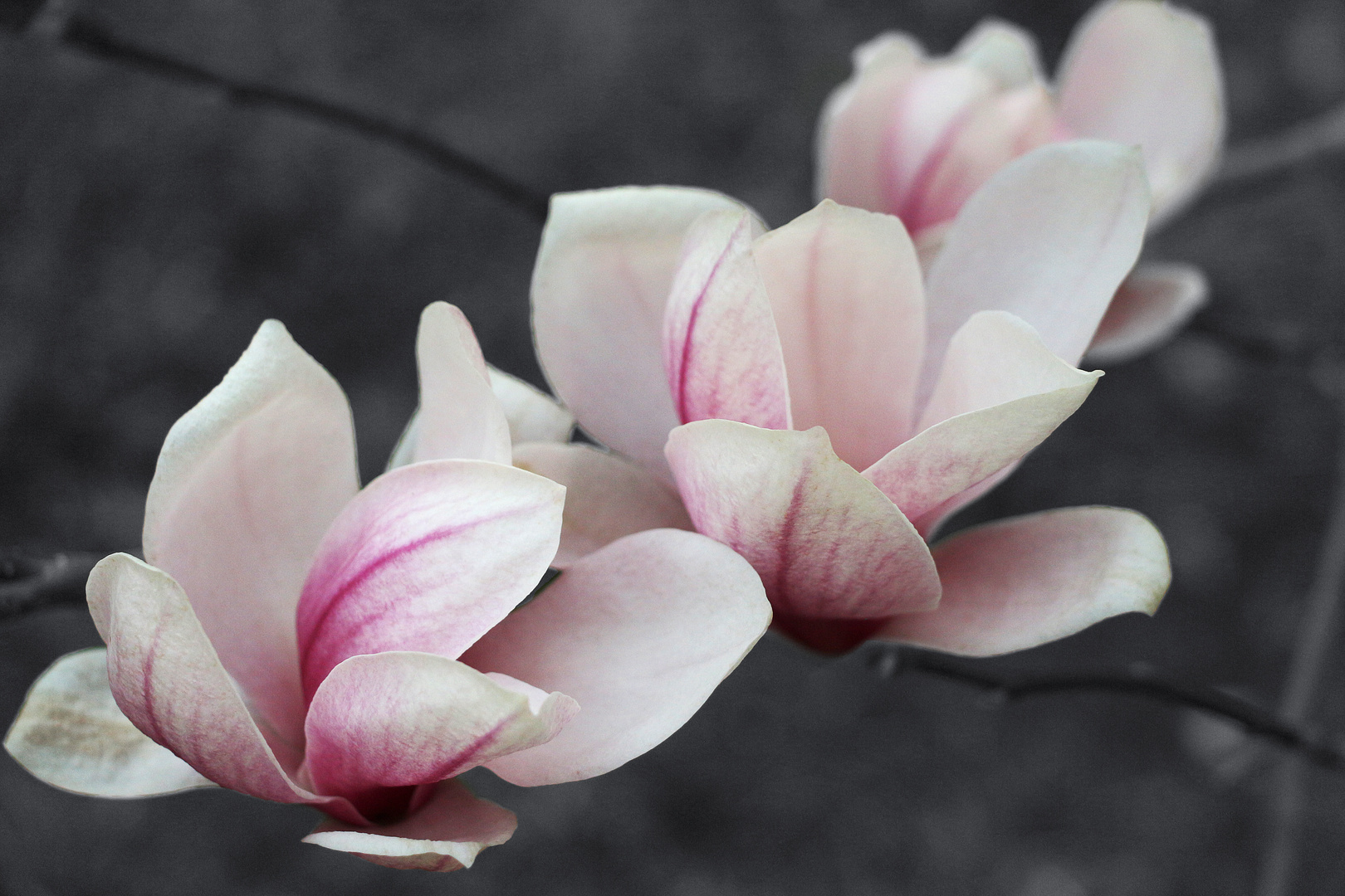 Blüten von einem Mandelbaum