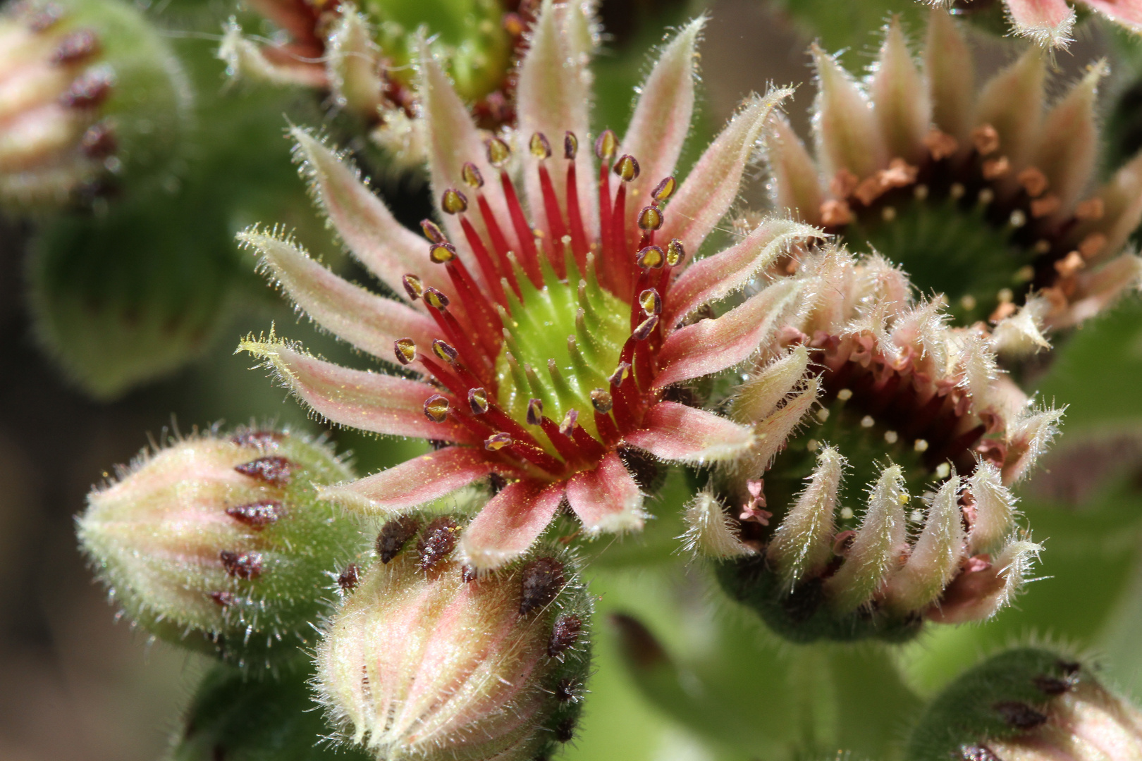 Blüten von einem Steingartengewächs