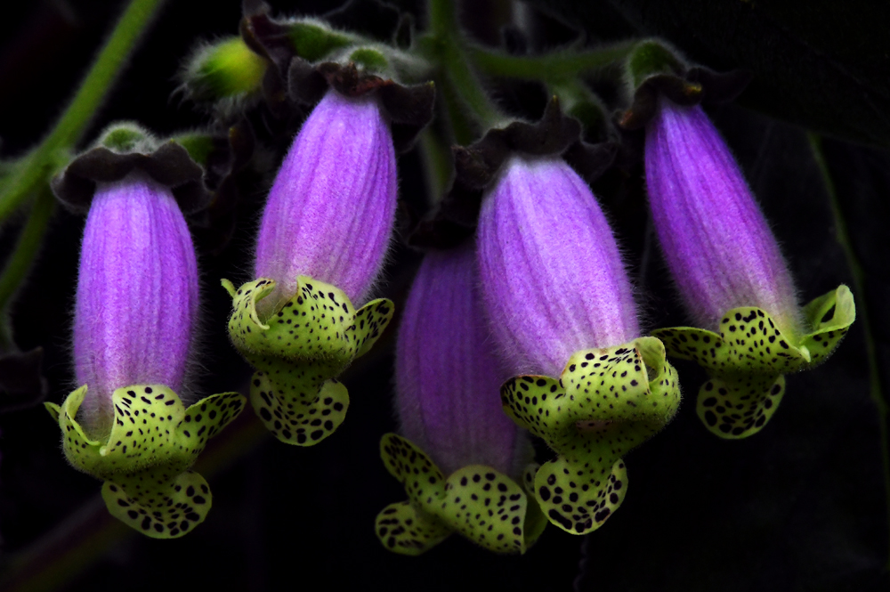 Blüten von einer Orchidee