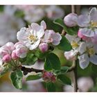 Blüten von Gabis Apfelbaum