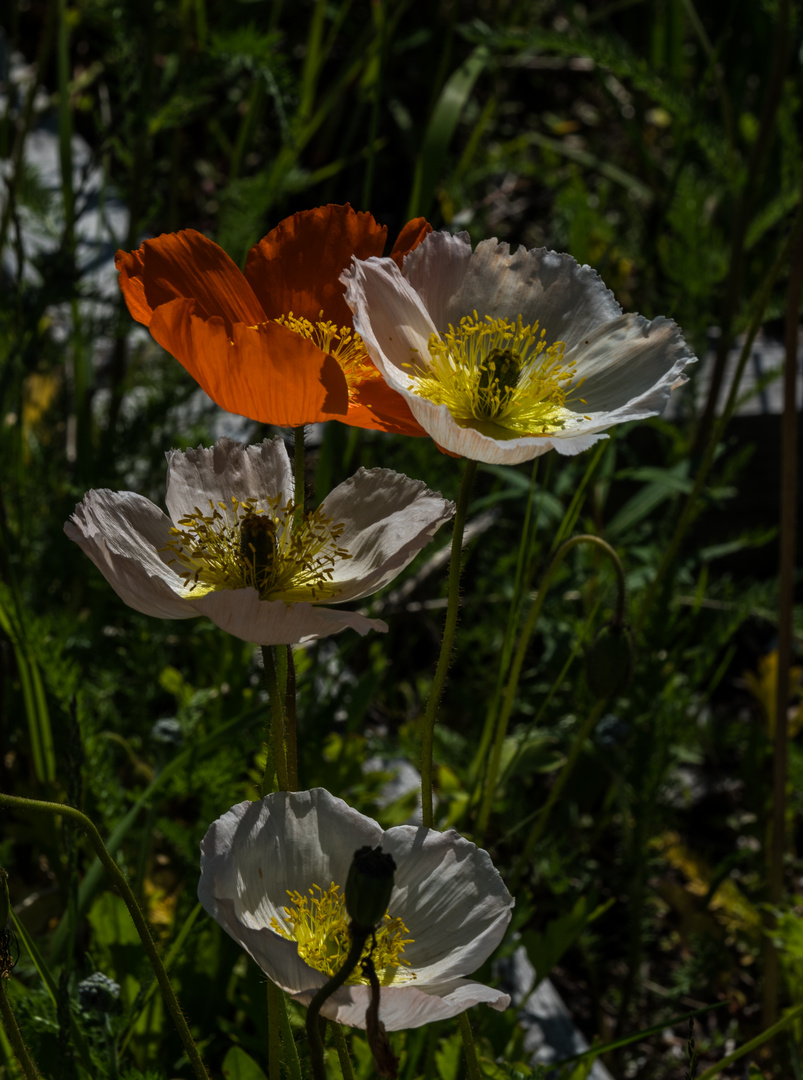 Blüten von Labrador    III      DSC_2417