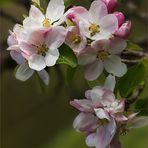 Blüten von Malus domestica....