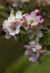 Blüten von Malus domestica....