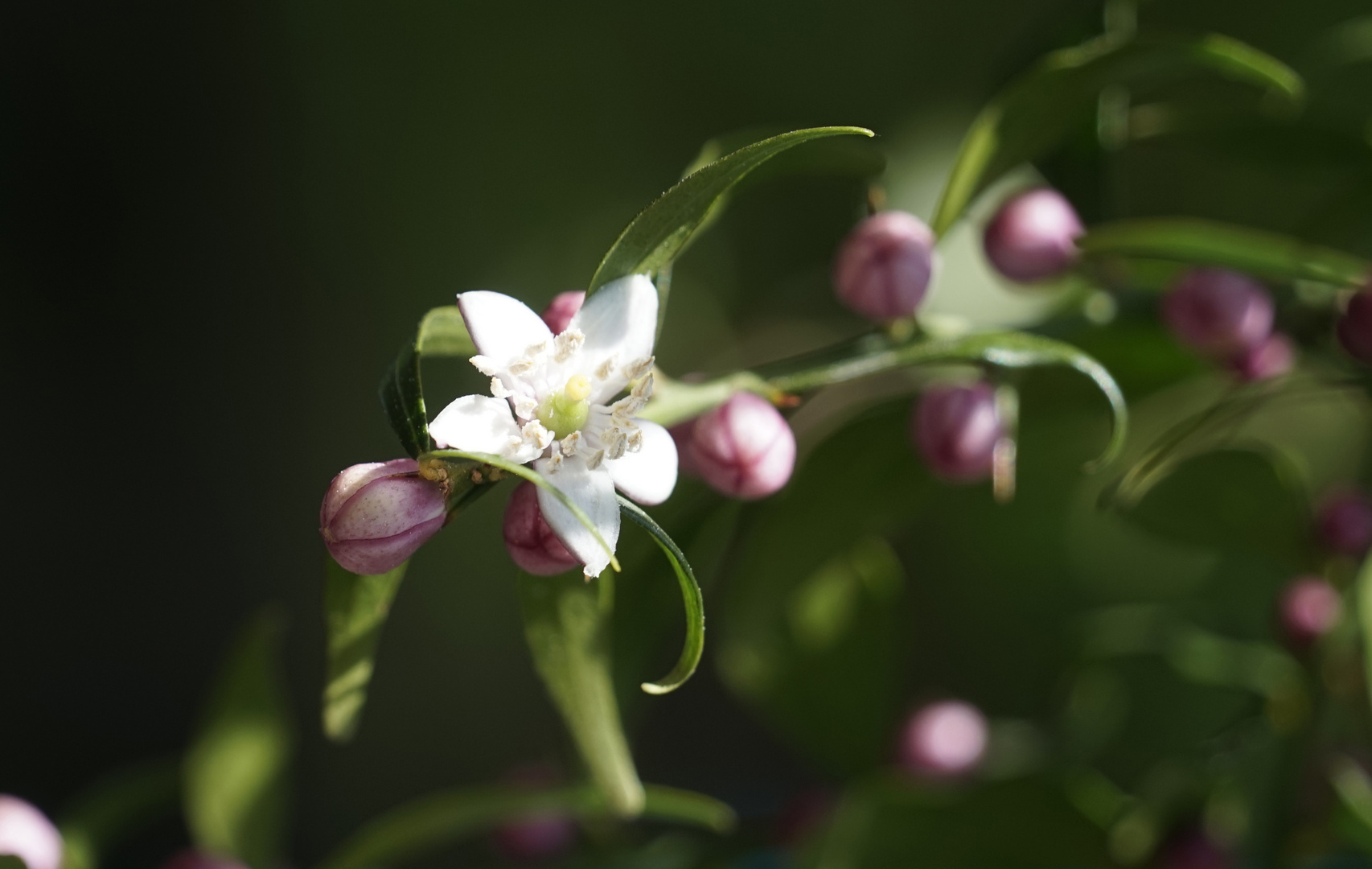 Blüten von meinen