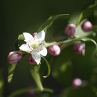 Blüten von meinen