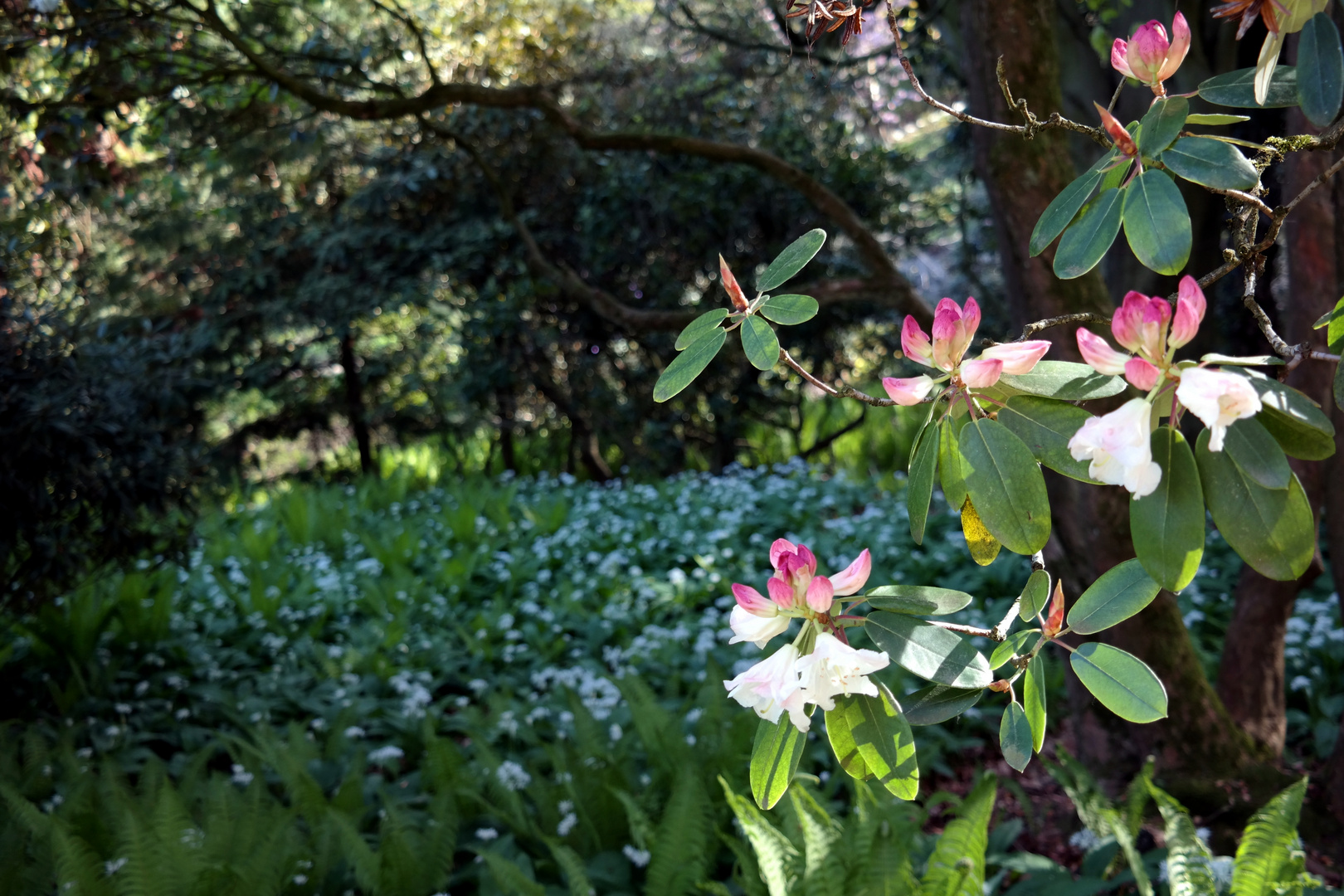 Blüten vor Blumen