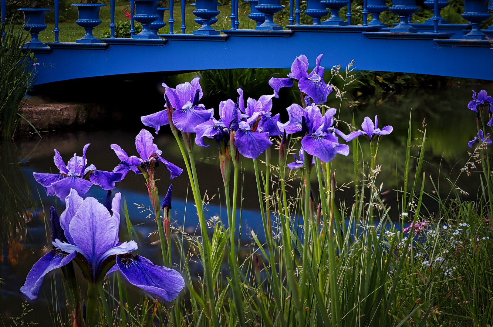 Blüten vor Brücke