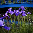 Blüten vor Brücke