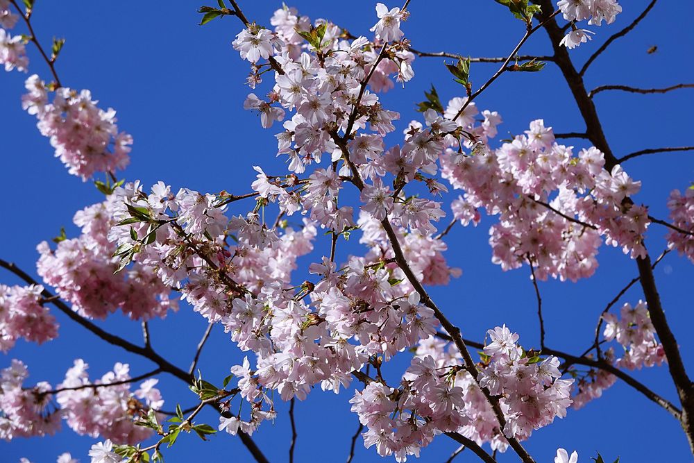 Blüten vor dem blauen Montagshimmel Foto & Bild bäume, natur, blüten