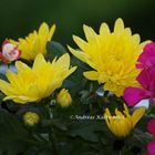 Blüten vor dem Regen