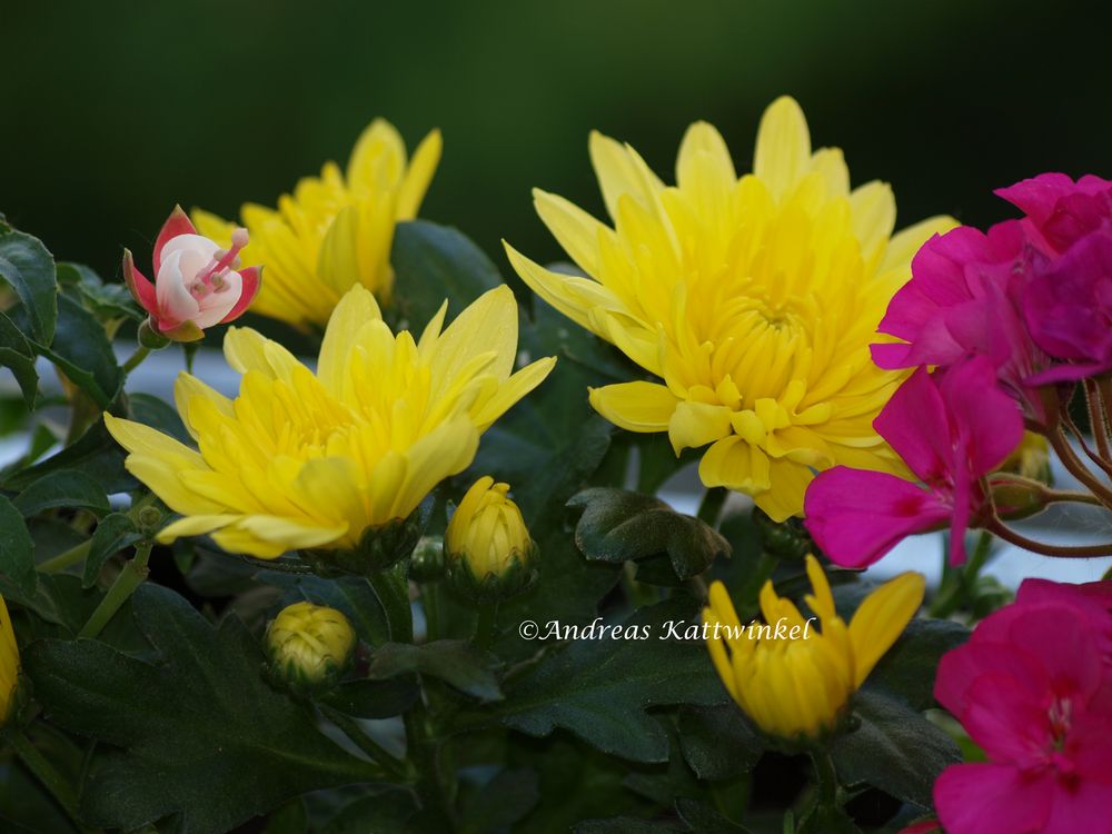 Blüten vor dem Regen