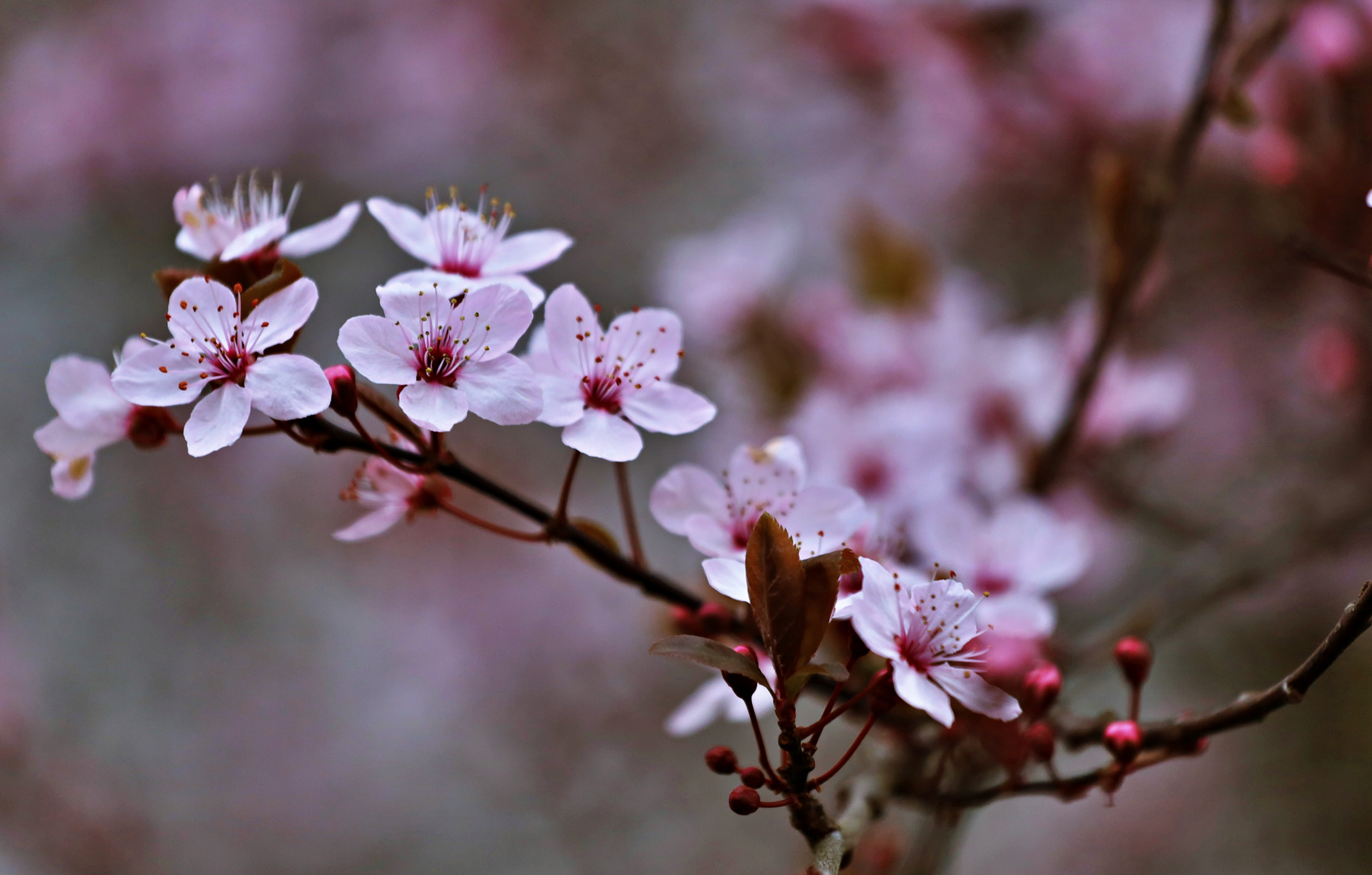 Blüten vor der Tür