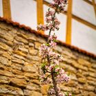 Blüten vor Fachwerk 