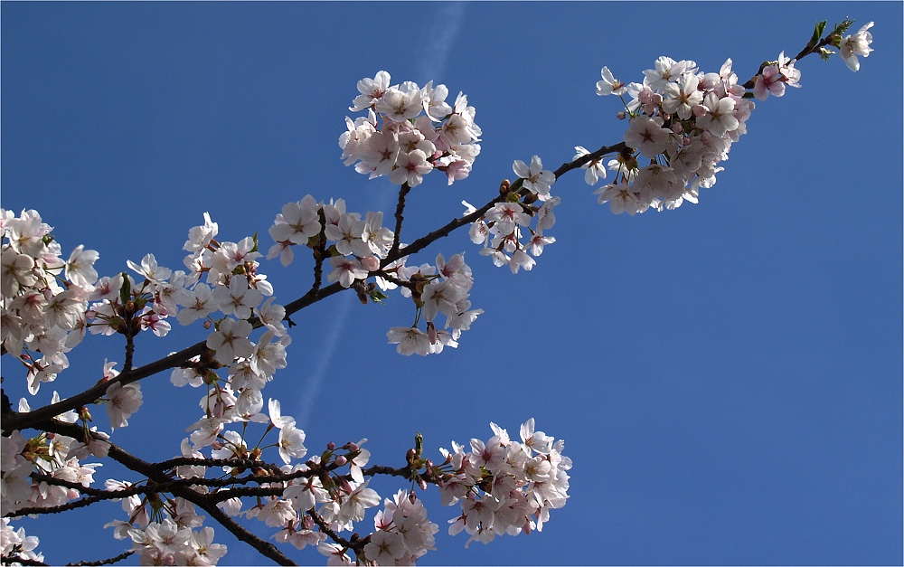 Blüten vor Kondensstreifen ;-)