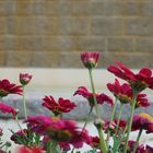 Blüten vor Mauer 