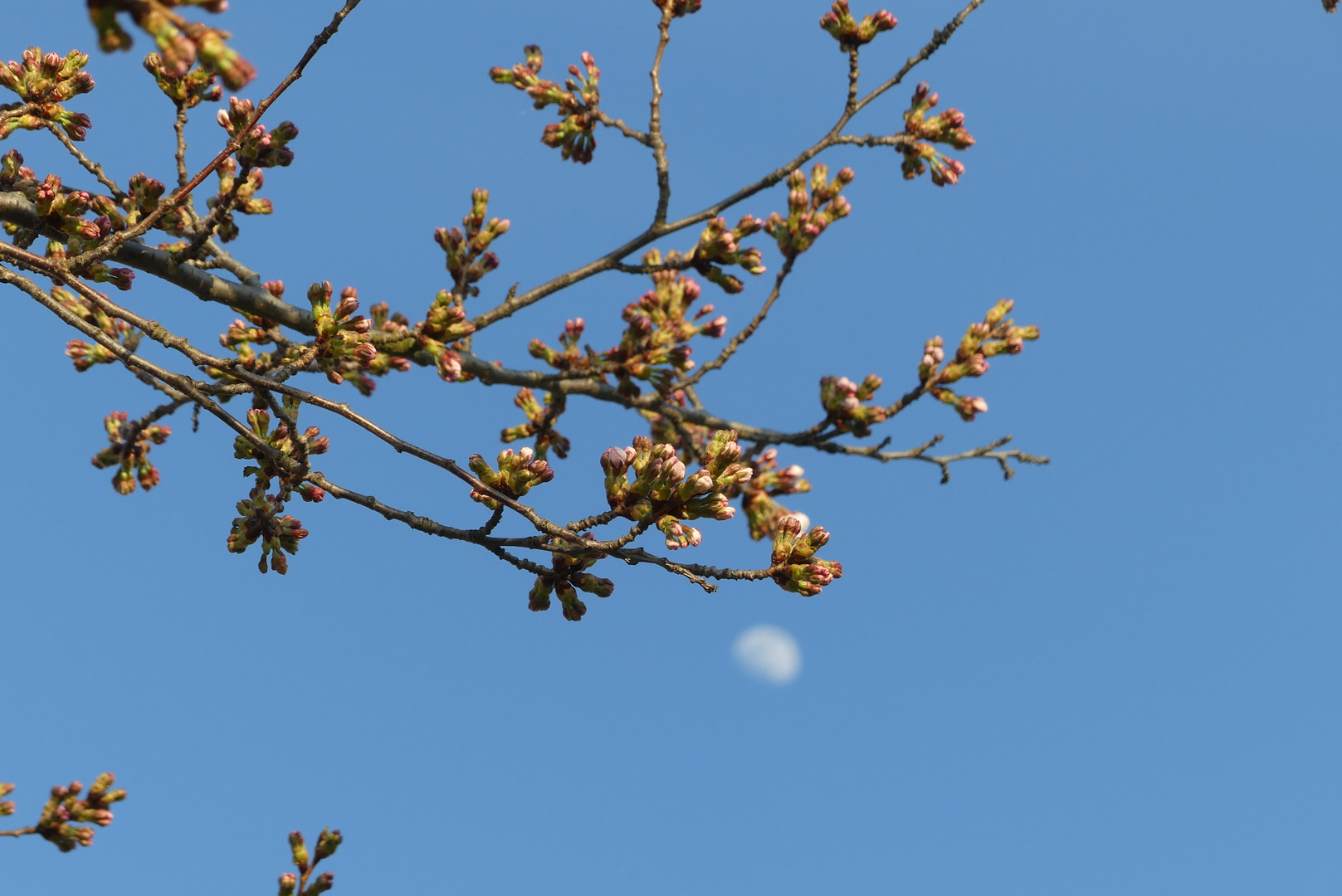 Blüten vor Mond