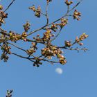 Blüten vor Mond