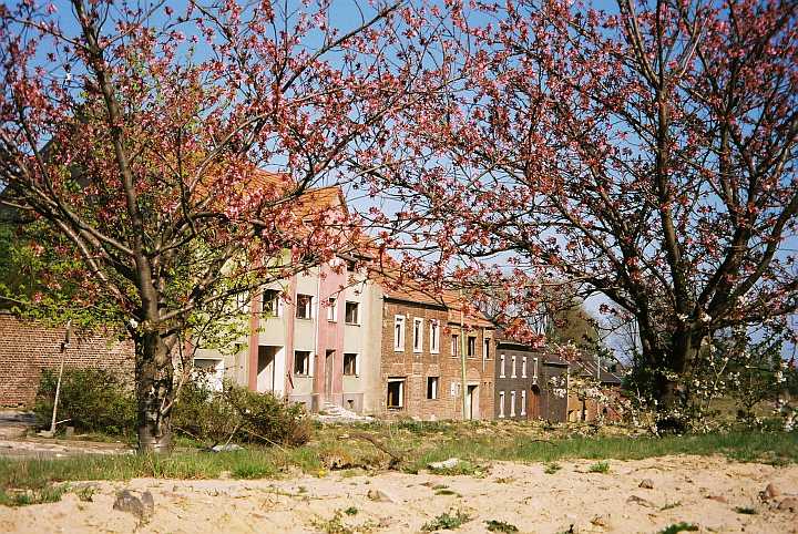 Blüten vor Ruinen des Geisterdorfs Inden / Tree blossom confronting ruins of ghost town Inden