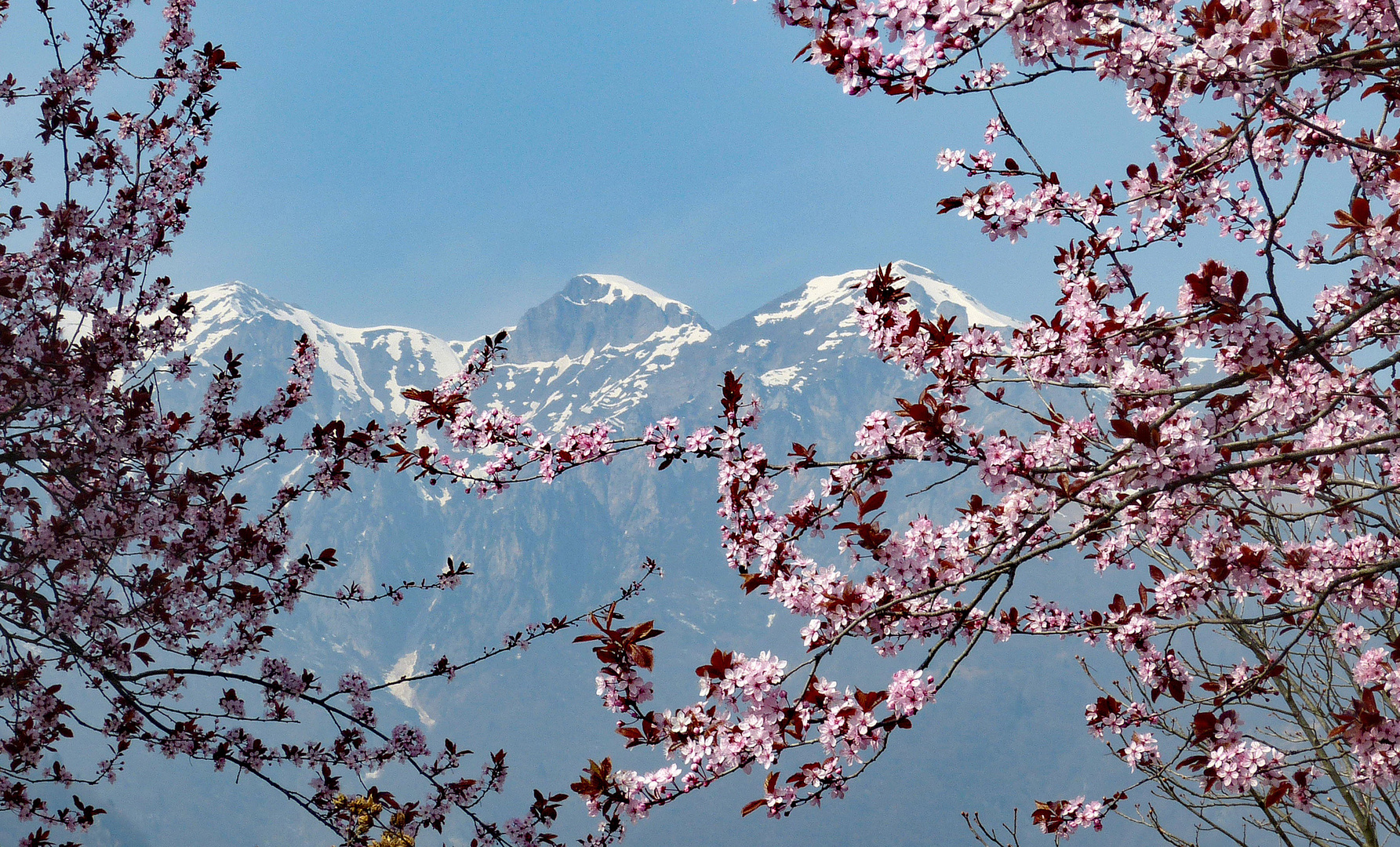 Blüten vor schneebedeckten Gipfeln