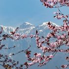 Blüten vor schneebedeckten Gipfeln