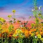 Blüten vorm Abendhimmel