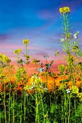 Blüten vorm Abendhimmel