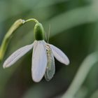 Blüten + Wärme = Insekten