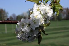 Blüten was werden sie bringen