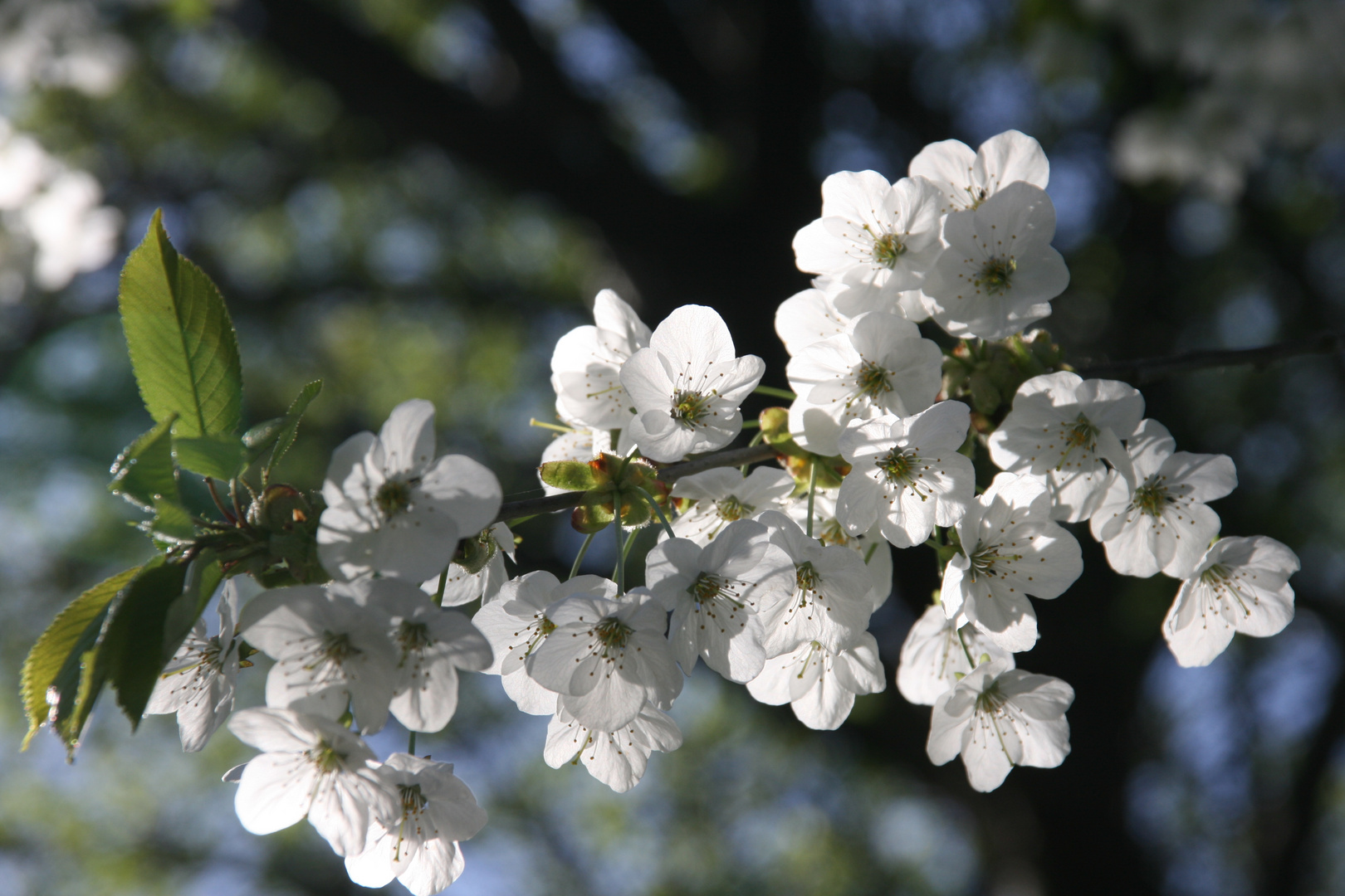 blüten weiß