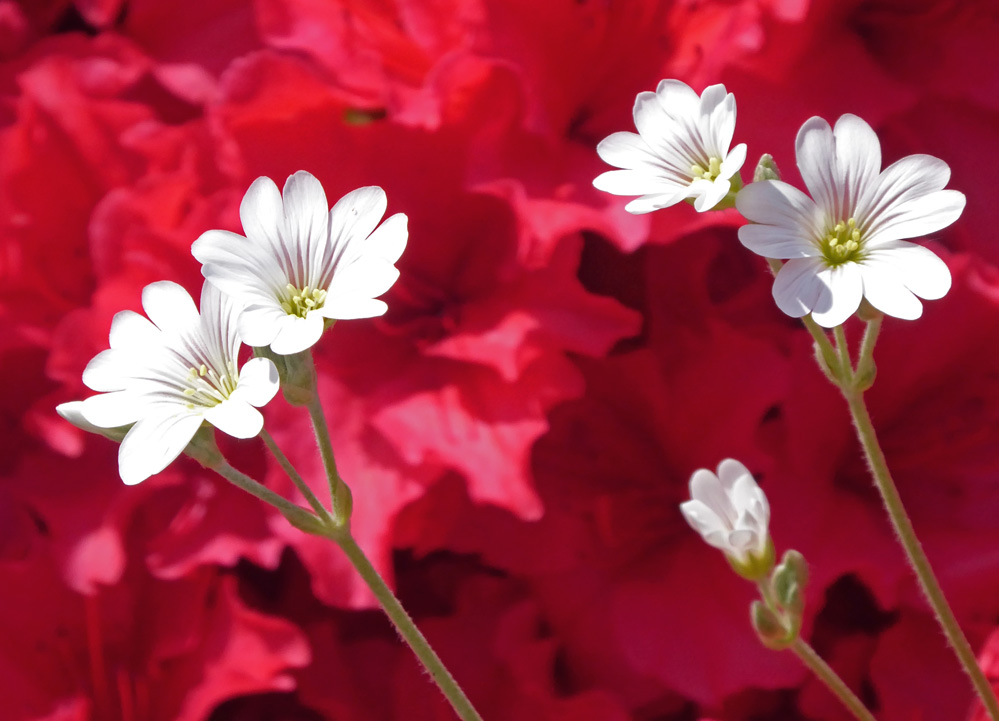 Blüten weiß-rot