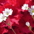 Blüten weiß-rot