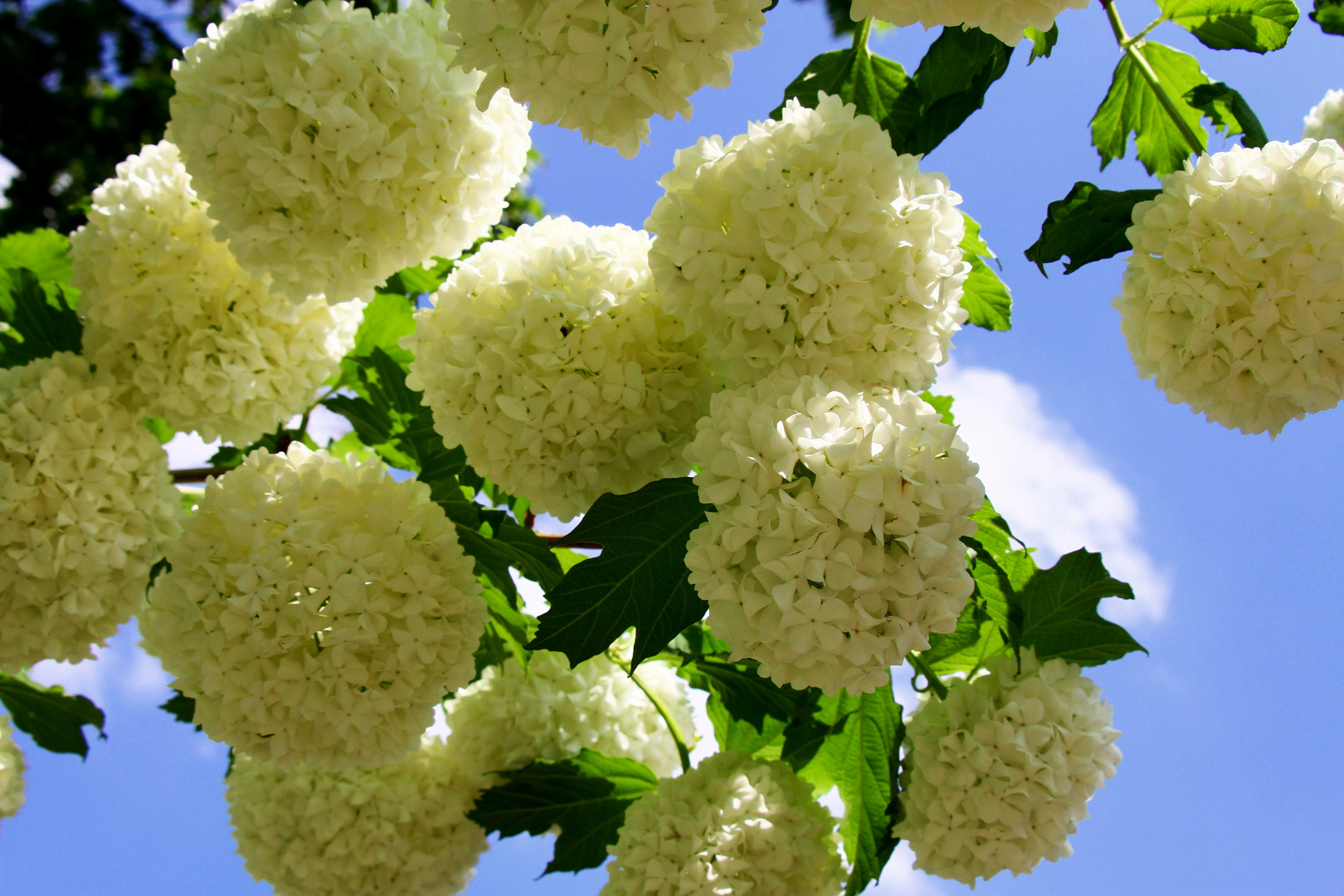 Blüten weiß wie Schnee...