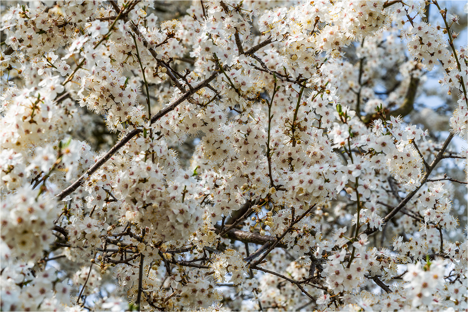 … Blüten weiß wie Schnee …