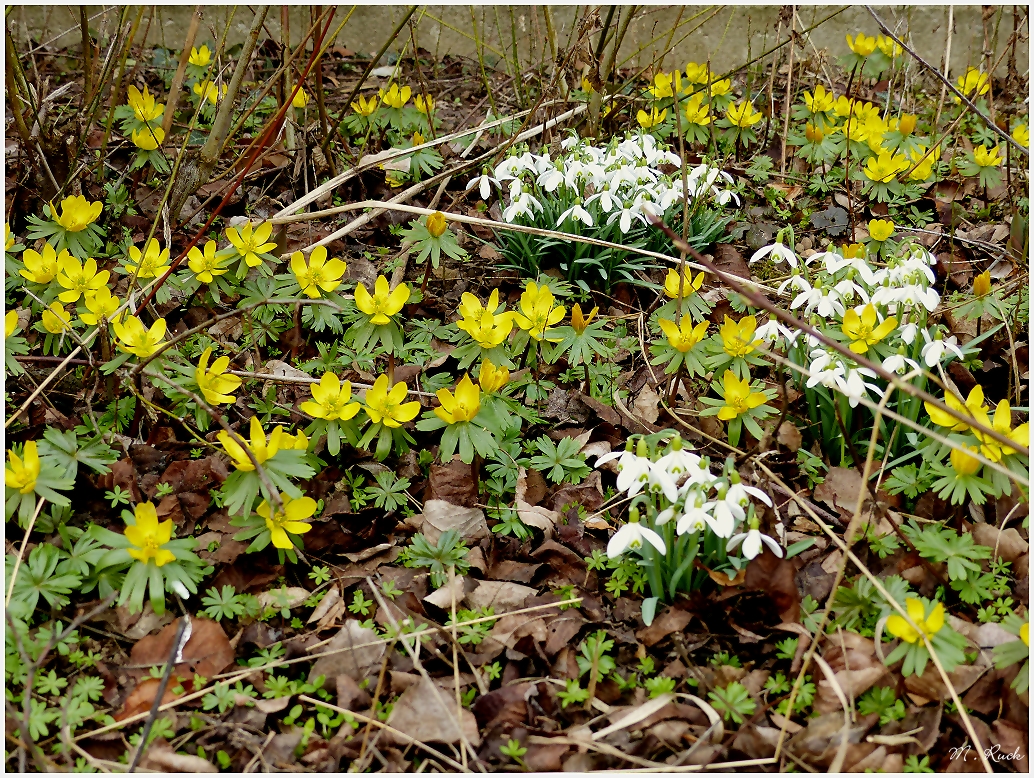 Blüten welche uns erfreuen in dieser Jahreszeit ,