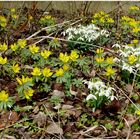 Blüten welche uns erfreuen in dieser Jahreszeit ,