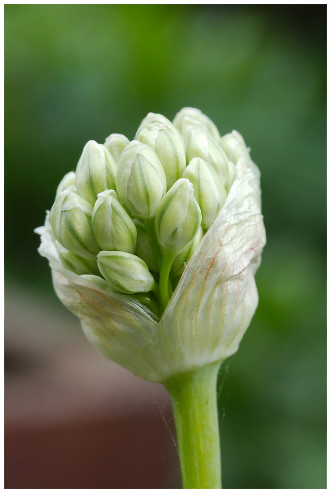 Blüten werden geboren