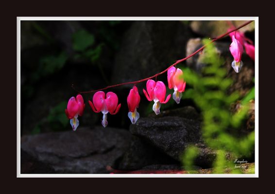 Blüten, wie an einer Perlenschnur
