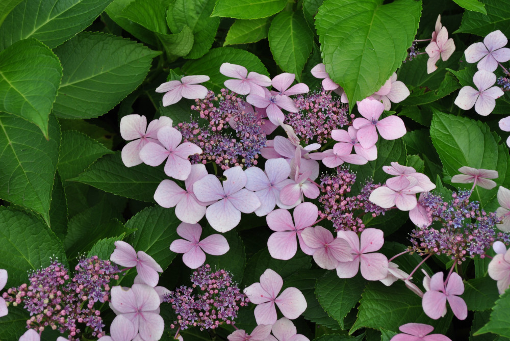 Blüten wie gemalt