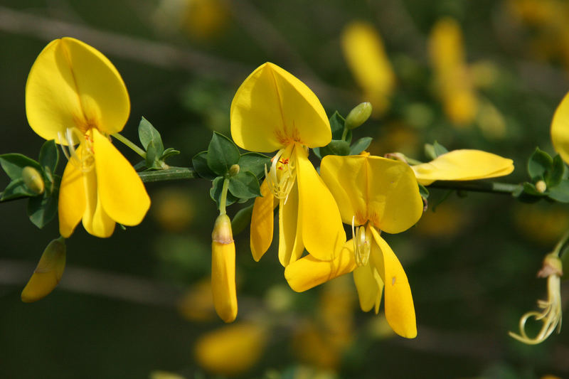 Blüten wie kleine Sonnenstrahlen