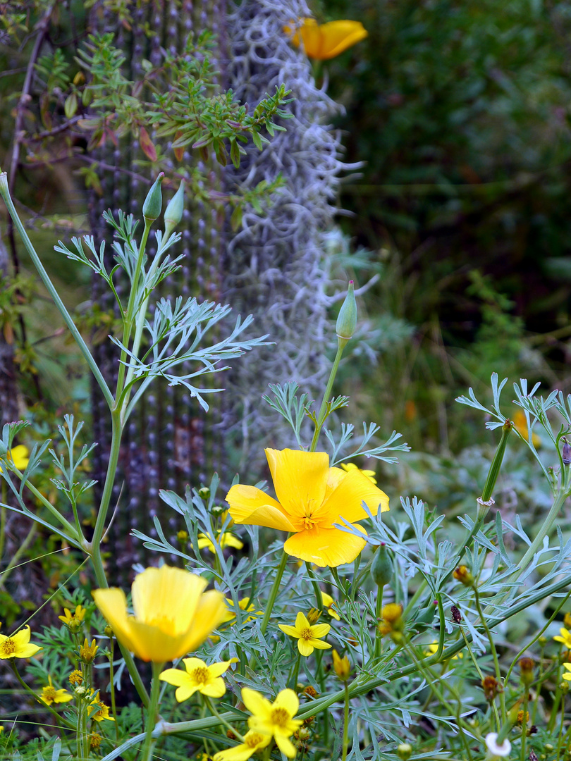 Blüten wie Schmetterlinge