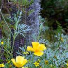 Blüten wie Schmetterlinge