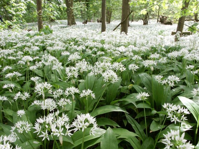 Blüten wie Schnee von Ekkehard Hessenfeld