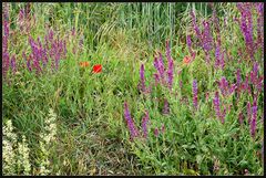 Blüten - Wiese...