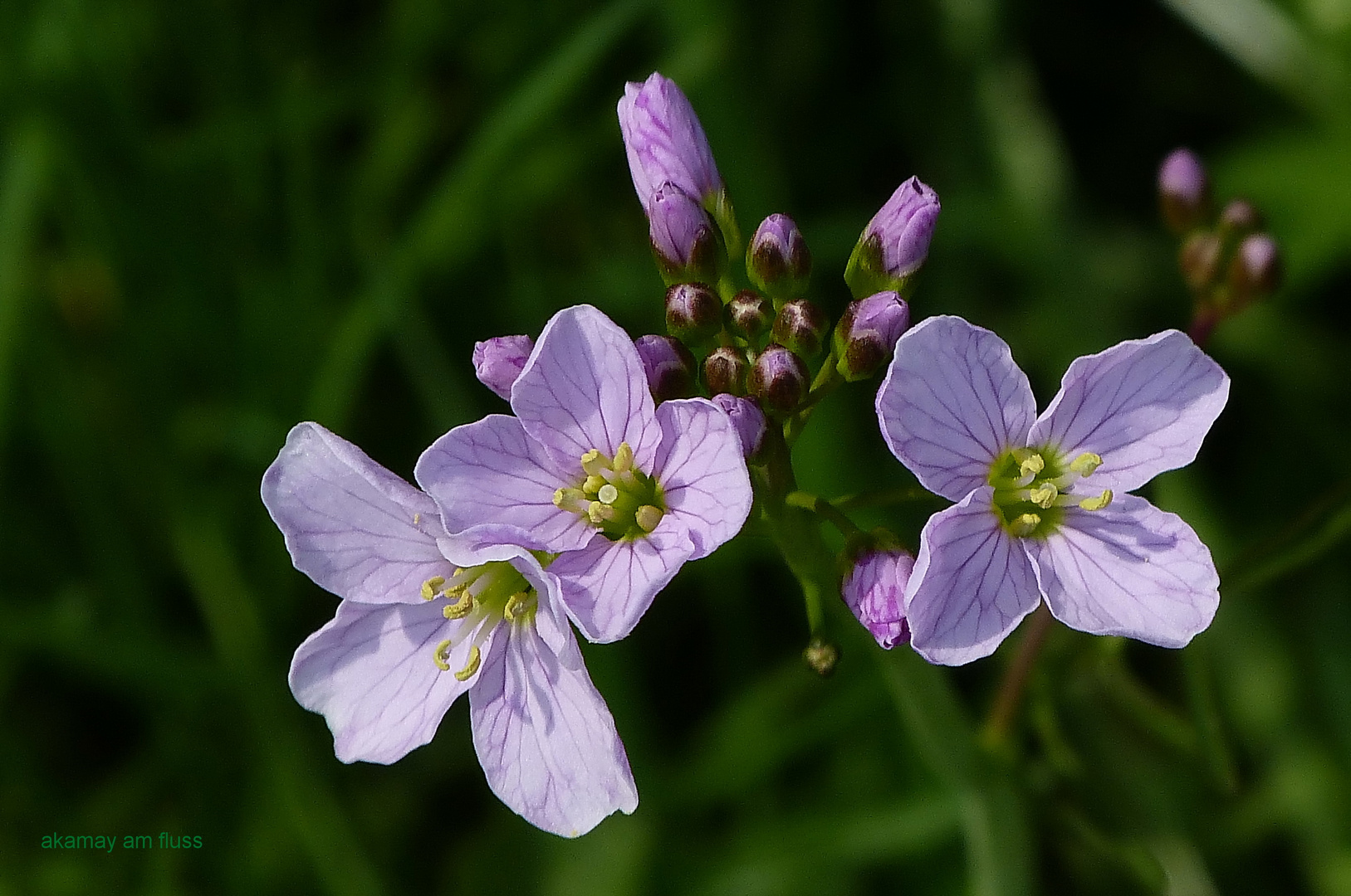 Blüten Wiesenschaumkraut