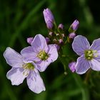 Blüten Wiesenschaumkraut