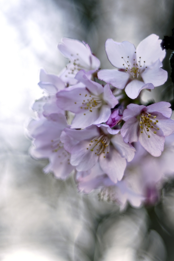 Blüten wohin man schaut